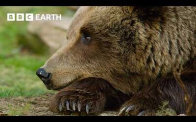 The World of Bears – Giants of the Wild | BBC Earth