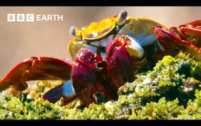 Unbelievable Moments From Nature – Narrated by David Attenborough | BBC Earth