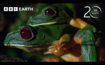 Gliding Leaf Frogs Leap from Treetops to Breed | 20 Years of Planet Earth | BBC Earth