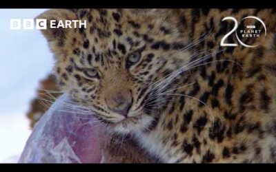 How the Amur Leopard Survives Winter | 20 Years of Planet Earth | BBC Earth