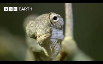 A Chameleon’s Race Against Time | Madagascar | BBC Earth