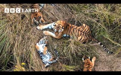 No One Has Ever Seen Tigers Do This Before | Tiger Island | BBC Earth