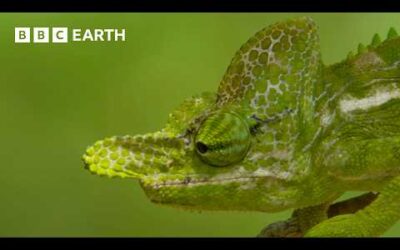 Chameleon Fights Off Rival Male | BBC Earth
