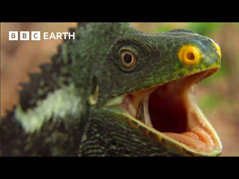 Earth’s Most Unique Island Life | BBC Earth