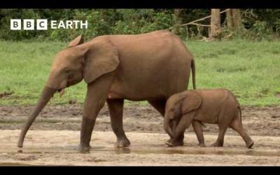 Uncovering The Secret Lives of Forest Elephants | BBC Earth