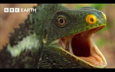 A Journey Across Earth’s Incredible Islands | BBC Earth