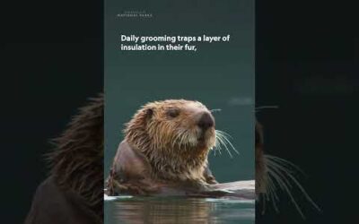 How does a baby otter stay warm in the water? 🦦 #AmericasNationalParks