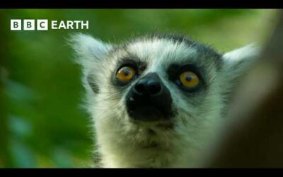 Ring-Tailed Lemurs Forage for Food | BBC Earth