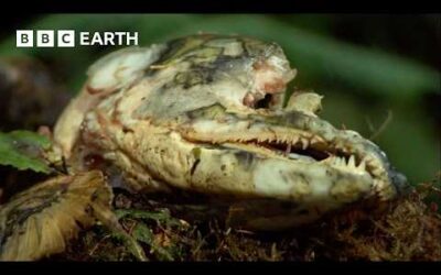 Uncovering How Nature Really Works | Compilation | BBC Earth
