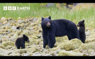 Travel to the Seven Continents of Our Incredible World | 4K UHD | BBC Earth