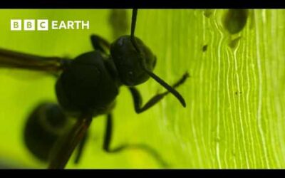 Tadpoles vs Wasps | BBC Earth