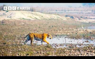 Remarkable New Tiger Behaviours Caught on Camera | Tiger Island | BBC Earth
