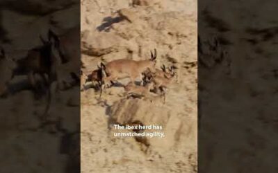 Hide & Seek: Arabian Wolf vs. Ibex 👀 #HostilePlanet