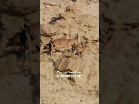 Hide & Seek: Arabian Wolf vs. Ibex 👀 #HostilePlanet