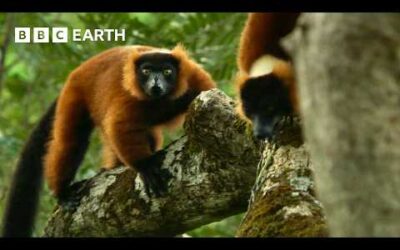 Lemur Defends Trees From Fruit Robbers | BBC Earth