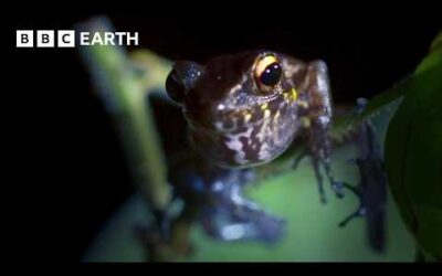 The World’s Most Amazing Frogs | BBC Earth