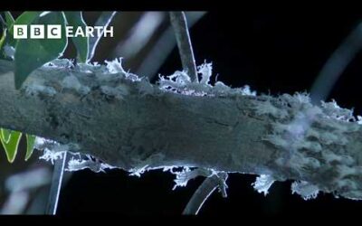 Extraordinary Insect Emergence at Night | BBC Earth