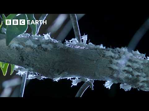 Extraordinary Insect Emergence at Night | BBC Earth