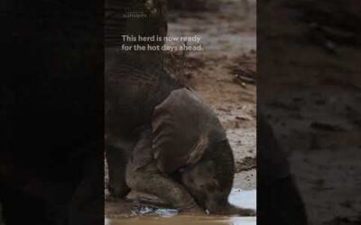 How do elephants avoid sunburn? ☀️️ #Queens