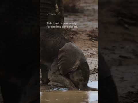 How do elephants avoid sunburn? ☀️️ #Queens