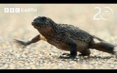 Baby Iguana vs Racer Snakes | 20 Years of Planet Earth | BBC Earth