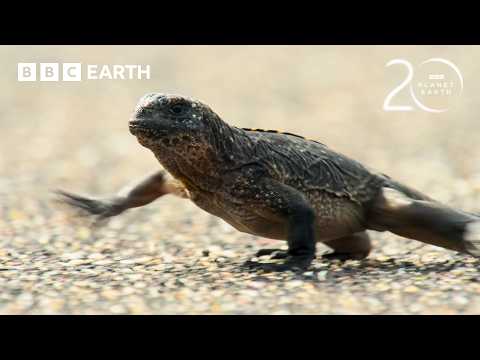 Baby Iguana vs Racer Snakes | 20 Years of Planet Earth | BBC Earth