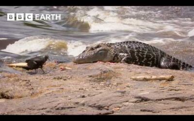 Steve Backshall Dives Into Crocodile Territory | Expedition Guyana | BBC Earth