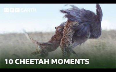 10 Incredible Cheetah Moments | BBC Earth
