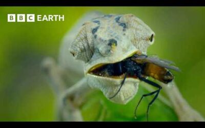 The Amazing Animal Kingdom Of Madagascar | BBC Earth