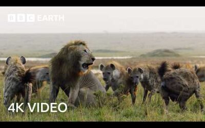 Nature’s Deadliest Duels | 4K UHD | BBC Earth