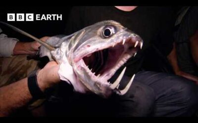 The Elusive Sabertooth Fish | Expedition Guyana | BBC Earth