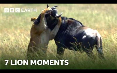 7 Unforgettable Lion Moments | BBC Earth