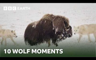 10 Incredible Wolf Moments | BBC Earth