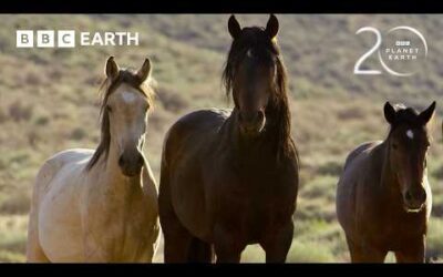Stallions Battle for Dominance | 20 Years of Planet Earth | BBC Earth