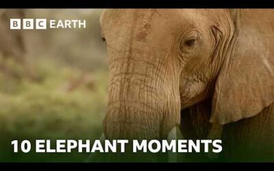 10 Extraordinary Elephant Moments | BBC Earth