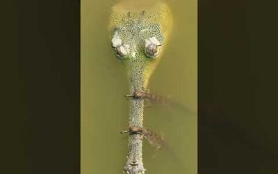 Gharial hatchlings explore the ancient Gandak River 🐊 #Shorts #Animals #Nature
