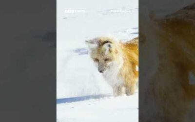 Red foxes rely on their extraordinary hearing to detect rodents moving beneath the snow 🦊 #Shorts