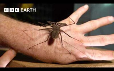 “The Ultimate Animal For Hunting in the Dark” | Expedition Guyana | BBC Earth