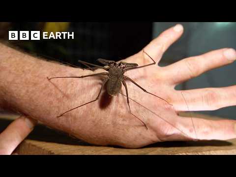 “The Ultimate Animal For Hunting in the Dark” | Expedition Guyana | BBC Earth