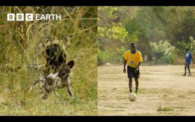 How Is Football Helping Save Zambia’s Carnivores? | Kingdom | BBC Earth