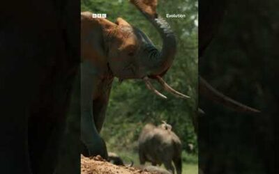Travel through 4 billion years in BBC Earth Science’s Evolution with Chris Packham 🌏 #Shorts #BBC