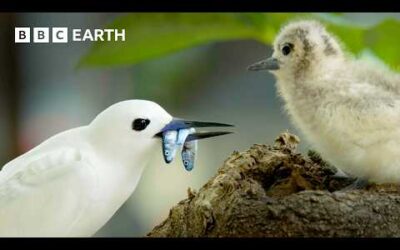 Earth’s Spectacular Island Wildlife | BBC Earth