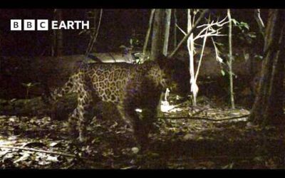 Extremely Rare Jaguar Filmed On Camera Trap | Expedition Guyana | BBC Earth