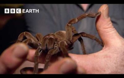Stalking The World’s Largest Tarantula | Expedition Guyana | BBC Earth