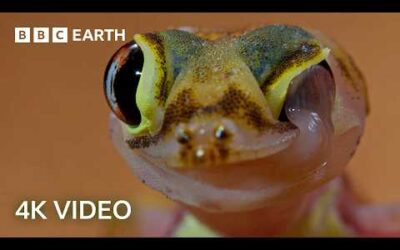 🔴 LIVE: 24/7 Incredible 4K Nature & Wildlife From Around The World | BBC Earth