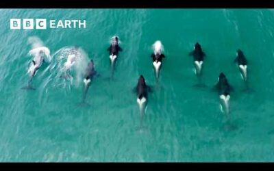 6 Fascinating Orca Moments | BBC Earth