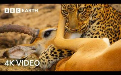 Awesome 4K Nature Scenes Narrated By Helena Bonham-Carter | BBC Earth