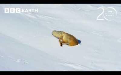 Red Fox’s Impressive Snow Dive To Hunt Prey | 20 Years of Planet Earth II | BBC Earth