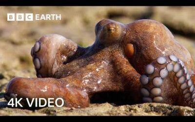 Nature’s Wildest Hunters Narrated by Sir David Attenborough | 4K UHD | BBC Earth