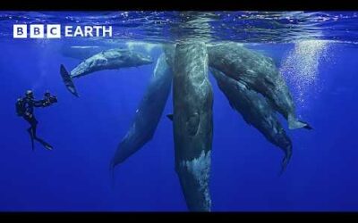 The Fascinating World Of Whales | BBC Earth